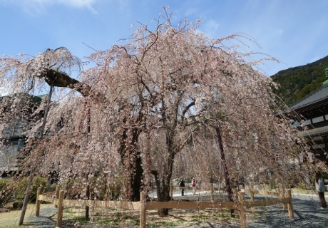 しだれ桜