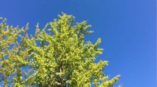 樹木葬について