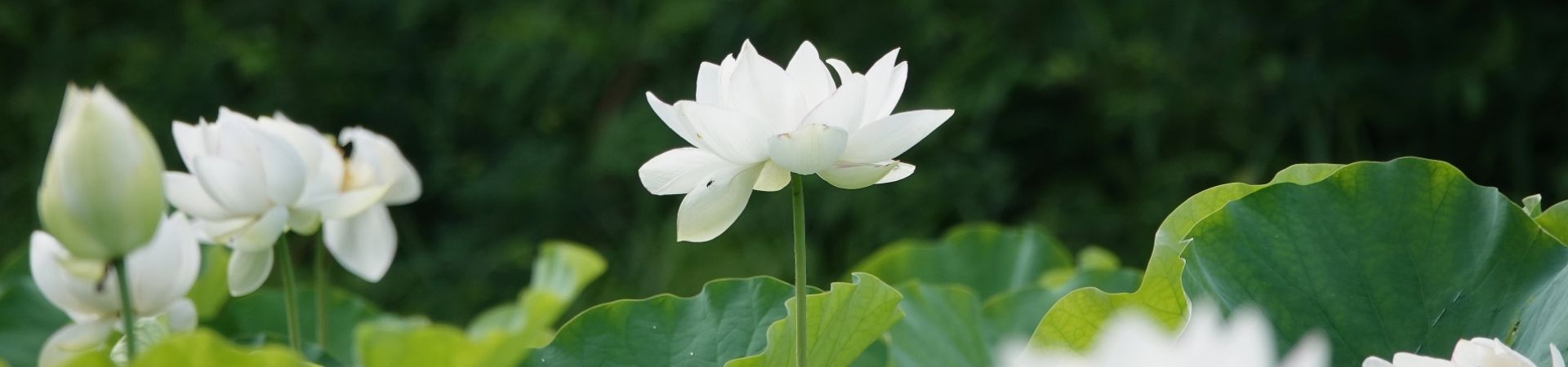 緑豊かな環境で安らかに